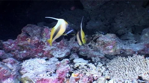 Two Bunnerfish Swims In A Cave Stock Footage 292859740