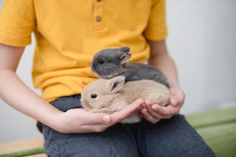 Two bunny babies in the hands of the boy. Stock Photos