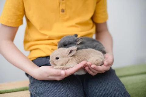 Two bunny babies in the hands of the boy. Stock Photos
