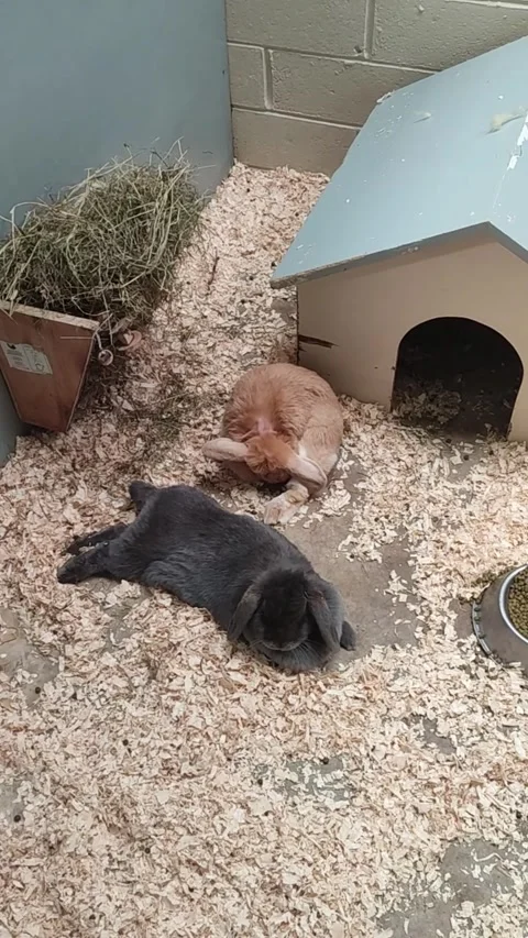 Two bunny rabbits relaxing Vidéo 336462162
