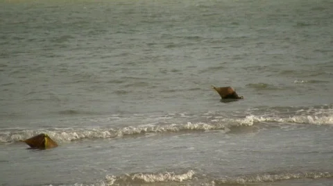 Two buoys 库存影片 299243