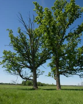 Two Bur Oak Trees Stock Photos