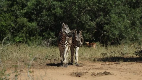 Two Burchell's zebras stand alert in a sandy patch, carefully observing their Stock Footage 344244882