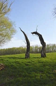Two burnt tree trunks on a clearing with green grass. forest fires Stock Photos