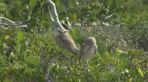 Two burrowing owls Stock-Footage 10720527