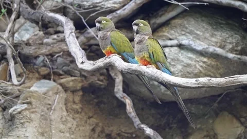 Two Burrowing Parrots Perched on Tree Branch Against Rocky Cliff Video stock 337210189