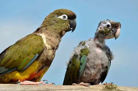 Two Burrowing Parrots Stock Photos