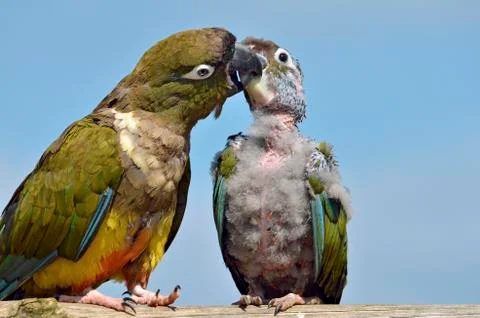 Two Burrowing Parrots Stock Photos