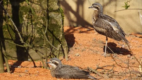 Two Bush Thick-knee bird  Stock Footage 275508320