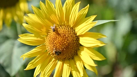 Two busy bees collect pollen from the heart of a vibrant yellow sunflower, ba Stock Footage 318906709