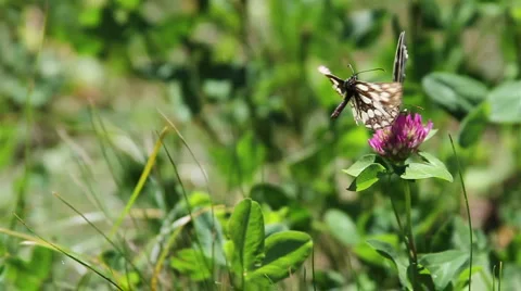 Two butterflies and a bee 스톡 동영상 910191