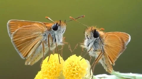 Two butterflies are making out Stock Footage 276209978