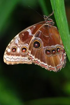 Two butterflies on a branch Foto stock