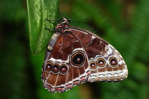 Two butterflies on a branch Foto stock