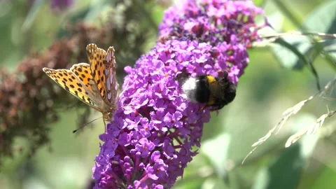 Two butterflies on Buddleja flower, bunblebee insects collecting nectar feeding Stock Footage 158953295