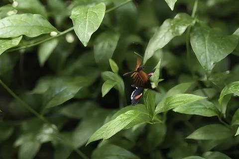 Two Butterflies Compete For The Same Position On A Leaf Stock Photos