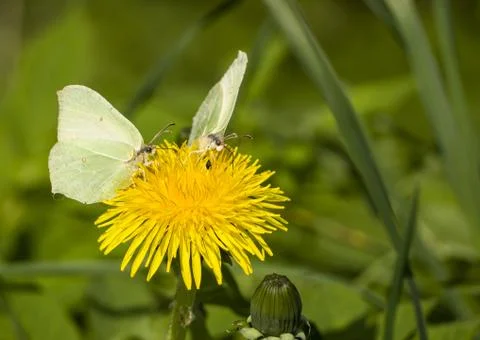 Two butterflies on dandelion Stock Photos