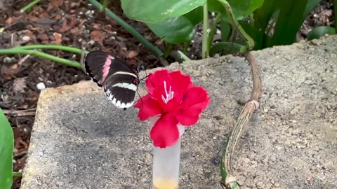 Two Butterflies Drinking Nectar Close-Up Video stock 238034396