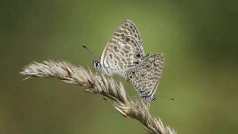 Two butterflies (farfalla) mate on ear of corn 4K - Italian nature Video stock 138550379