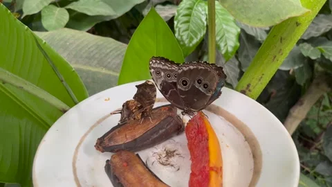 Two butterflies feeding on fermented fruit Stock-Footage 240682904