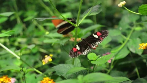 Two butterflies flapping wings amongst plants Stock Footage 226936878