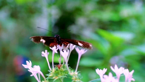 Two Butterflies Flapping Wings on Flowers in Slowmotion Stock Footage 135607246