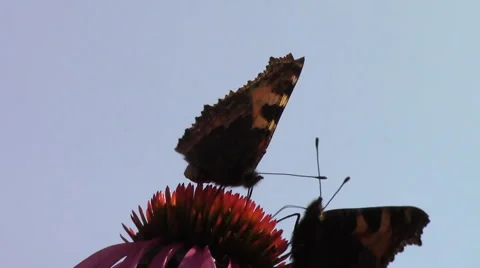 Two butterflies on a flower Stock Footage 40833980