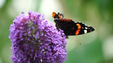 Two Butterflies on Flower 動画素材 53868181