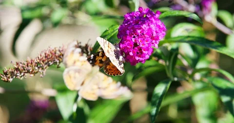 Two Butterflies On Flower Stock Footage 129044766