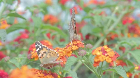 Two butterflies on flowers Stock Footage 43874131