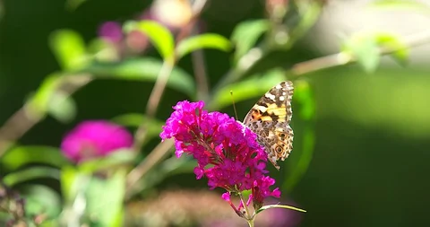Two Butterflies on flowers Rack Focus Stock Footage 129048265
