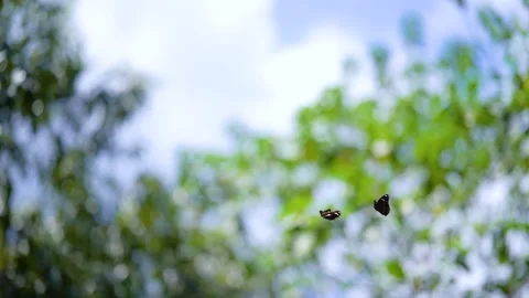 Two butterflies fluttering in a soft focus green forest canopy background Video stock 341962282