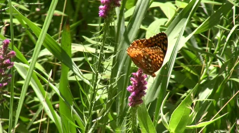 Two Butterflies Stock Footage 156307