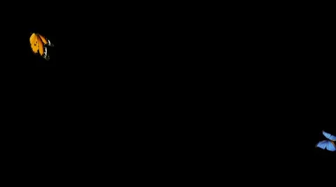 Two butterflies 스톡 동영상 1127686