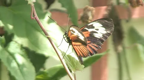 Two butterflies Stock Footage 10866550