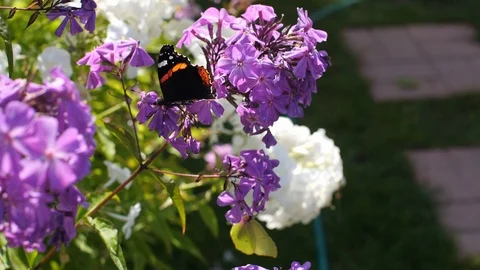 Two Butterflies Stock Footage 114612874