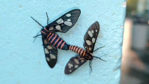 Two butterflies intimate each other on green leaf - HD 4K Video Stock Footage 325073544