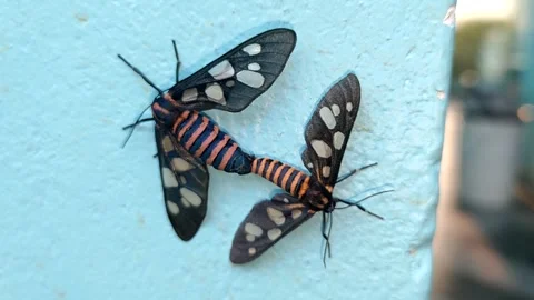 Two butterflies intimate each other on green leaf - HD 4K Video 库存影片 325073547