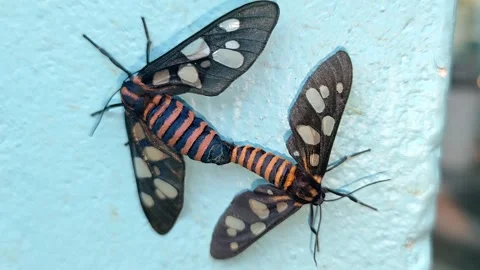 Two butterflies intimate each other on green leaf - HD 4K Video Stock Footage 325073548