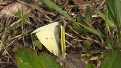 Two butterflies make love Video stock 153955154