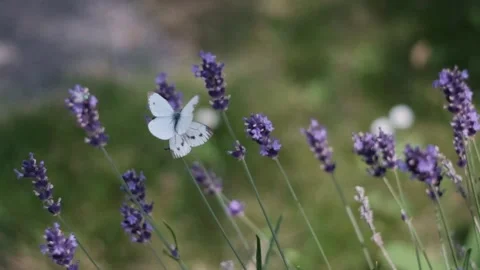Two butterflies making love Stock Footage 157914105