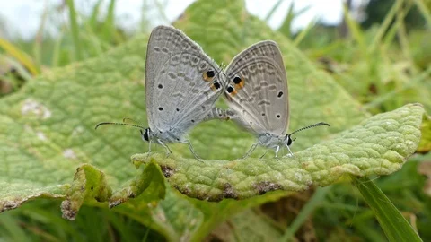 Two butterflies mate. Large Tortoiseshell, Nymphalis polychloros butterfly, 스톡 동영상 118076709