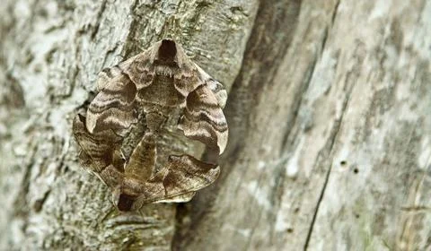 Two butterflies mate on a tree square. Stock-Fotos