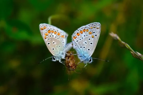 Two butterflies mate while sitting on a wildflower Stock Photos