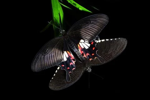 Two butterflies mating Stock Photos