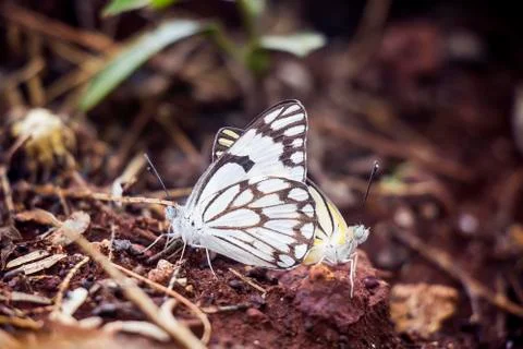 Two butterflies mating Stock Photos