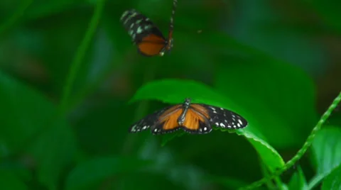 Two butterflies mating in slow motion Stock Footage 39886246