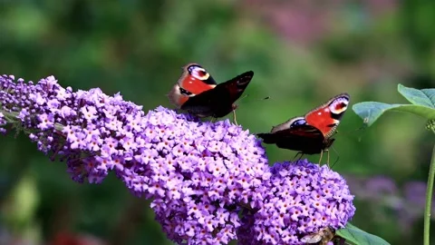 Two butterflies Peacock feeding nectar on lilac flower Stock Footage 214836777