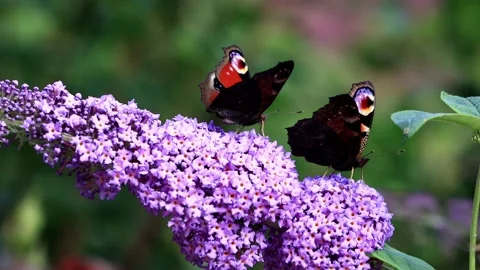Two butterflies Peacock feeding nectar on lilac flower Stock Footage 218729481