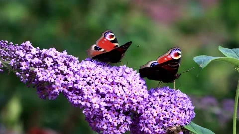 Two butterflies Peacock feeding nectar on lilac flower Stock Footage 218881981